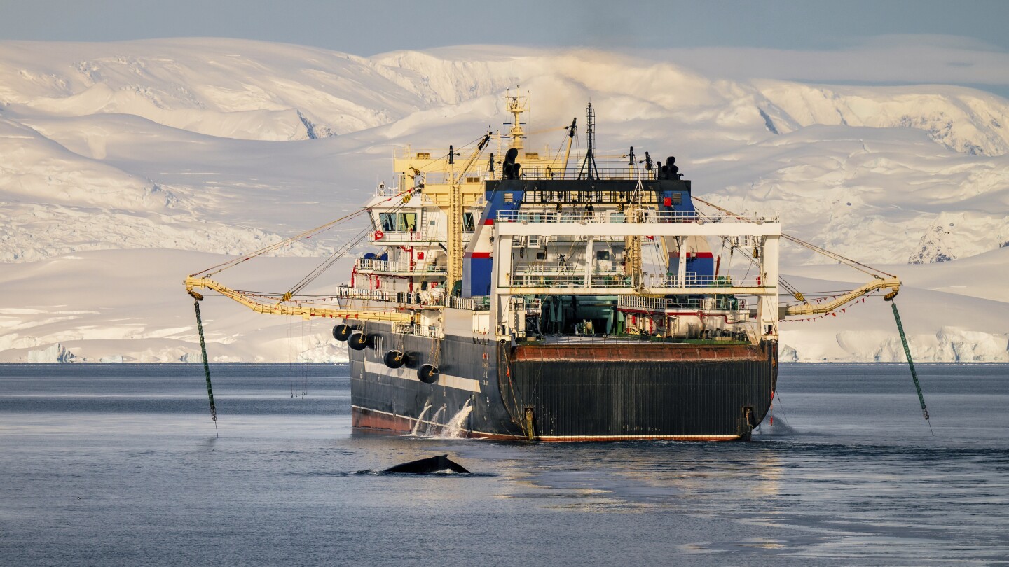Antarctic krill fishing boom sets record
