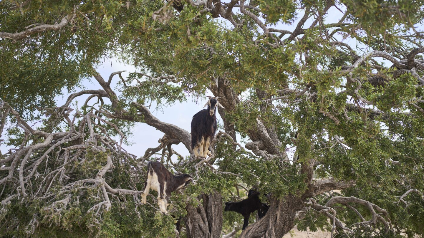 Rising argan oil demand strains Morocco’s rural economy and forests