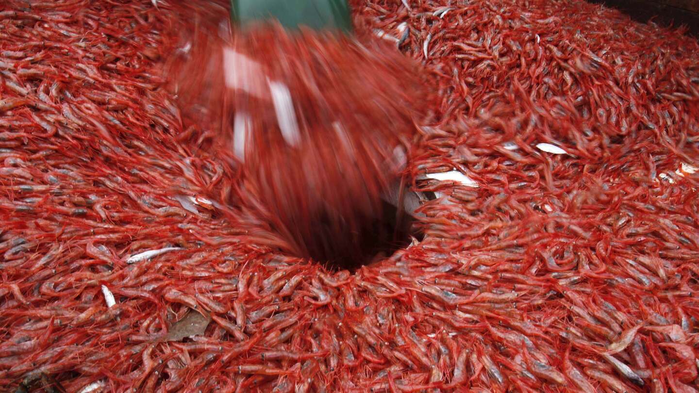 Fishermen could once again be prohibited from catching New England shrimp