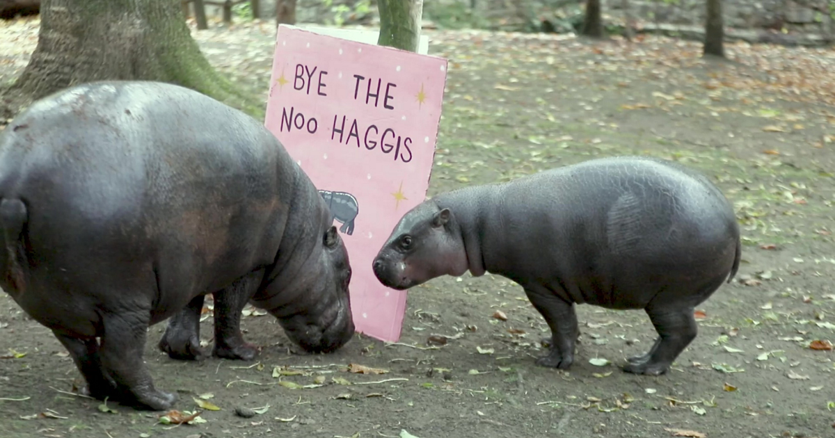 Zoo bids farewell to beloved pygmy hippo Haggis | National
