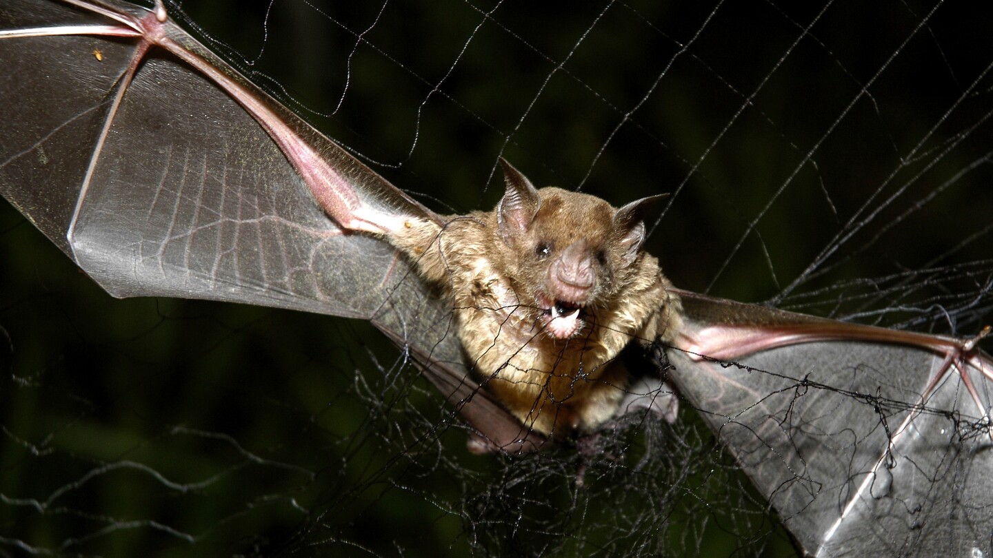 Worcester Polytechnic researchers developing tiny search and rescue drones inspired by bats