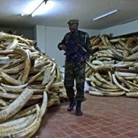 Survey raises estimate of African forest elephant numbers | National