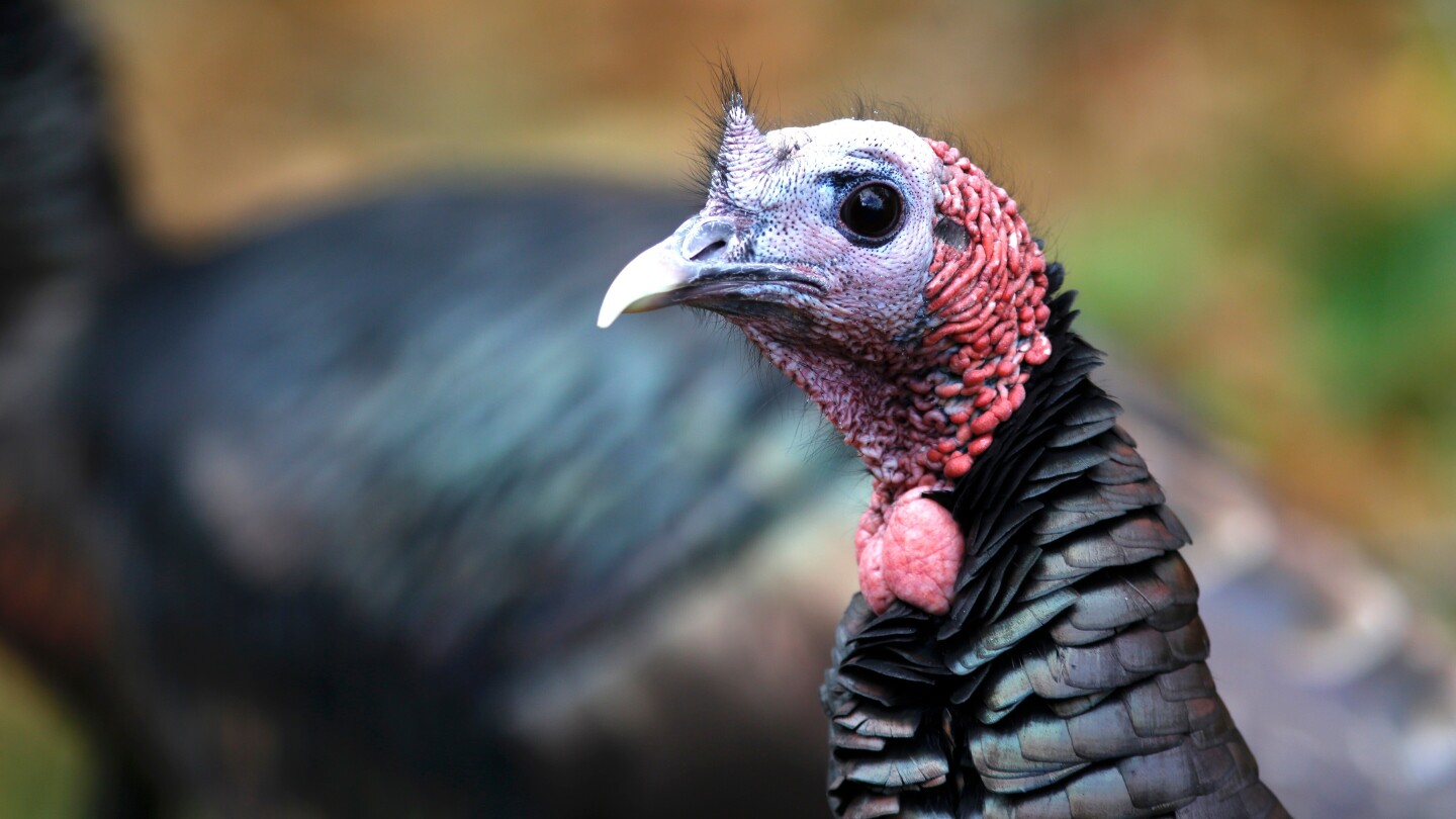 As Thanksgiving nears, a look at the history of wild turkey trades