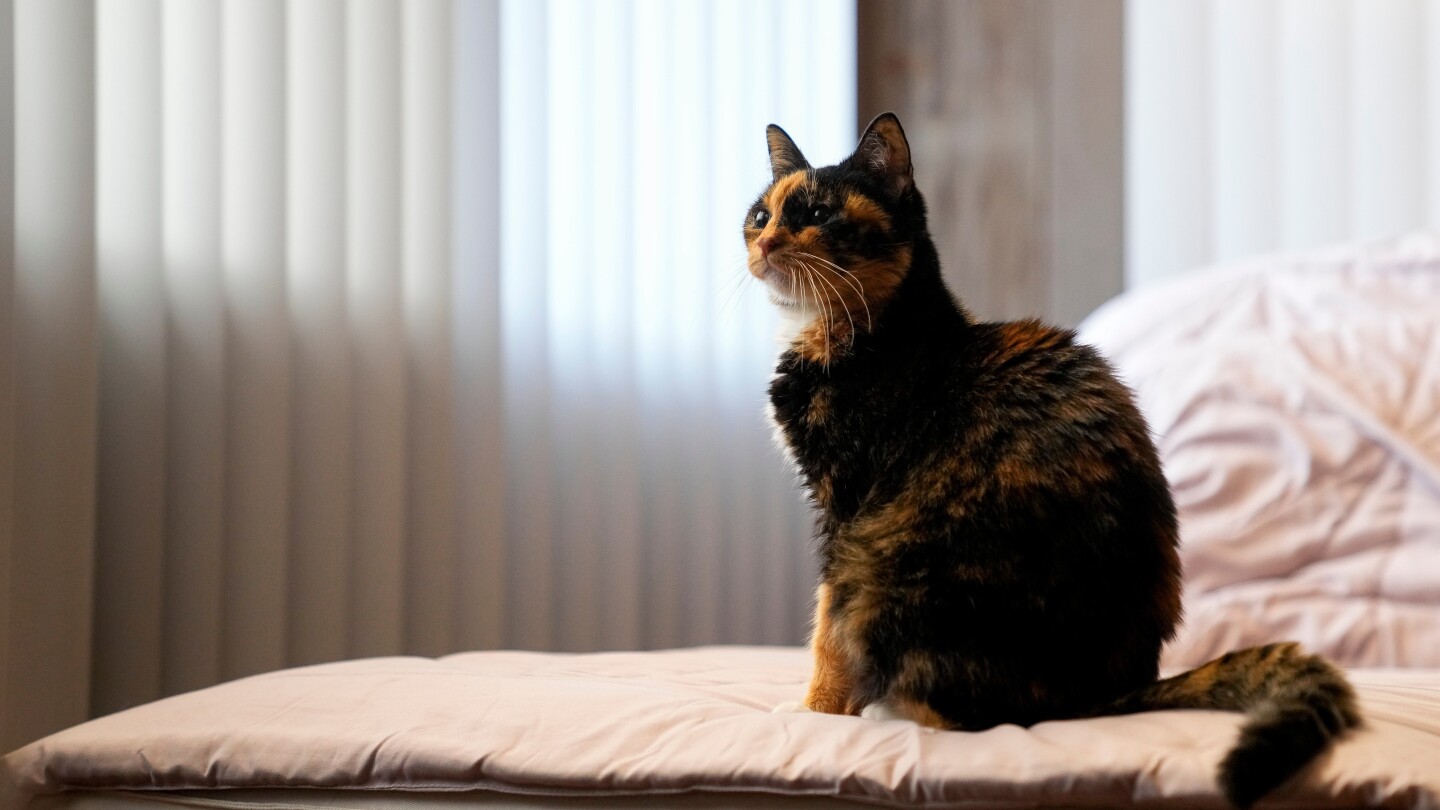 <br />
<b>Warning</b>:  Undefined variable $myimgalt in <b>/www/wwwroot/centerheight.com/wp-content/themes/ennews001/single.php</b> on line <b>213</b><br />
