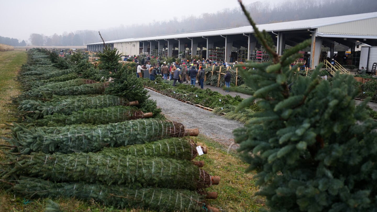 Christmas trees and wreaths draw bidders at Pennsylvania auction