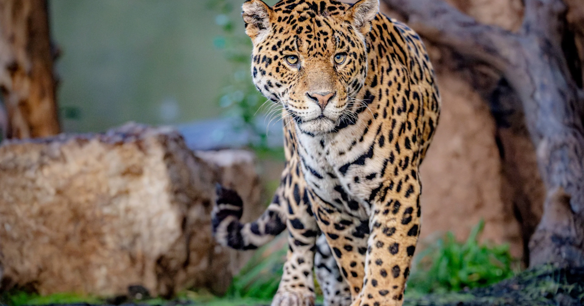 Aging jaguar mother and son now share ‘retirement home’ | National