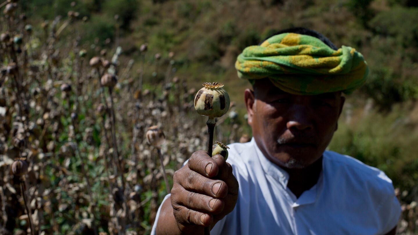 Myanmar opium production hits highest level in 10 years