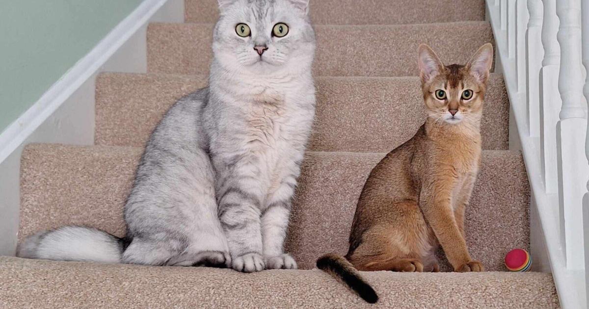 <br />
<b>Warning</b>:  Undefined variable $myimgalt in <b>/www/wwwroot/centerheight.com/wp-content/themes/ennews001/single.php</b> on line <b>213</b><br />
